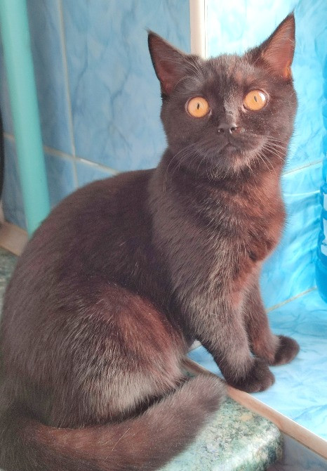 Шукаємо домівку для лагідної Цирі Харьков - изображение 3