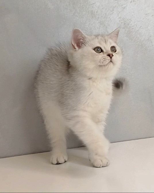 Шотландське кошенятко срібна шиншила Стрий - зображення 1