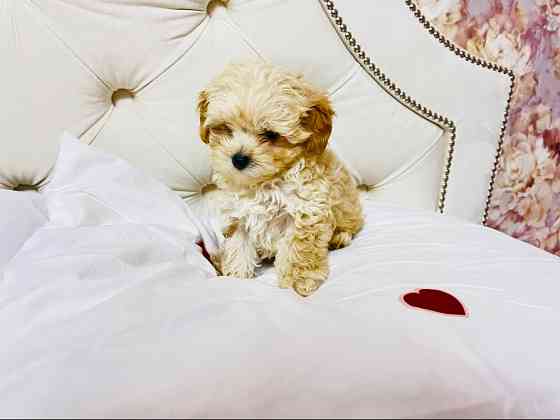 Цуцики Мальтіпу шукають сімʼю Львов