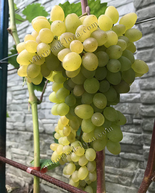 Морозостійкий безнасіневий виноград Русбол — річні саджанці. Харків Харків - зображення 2