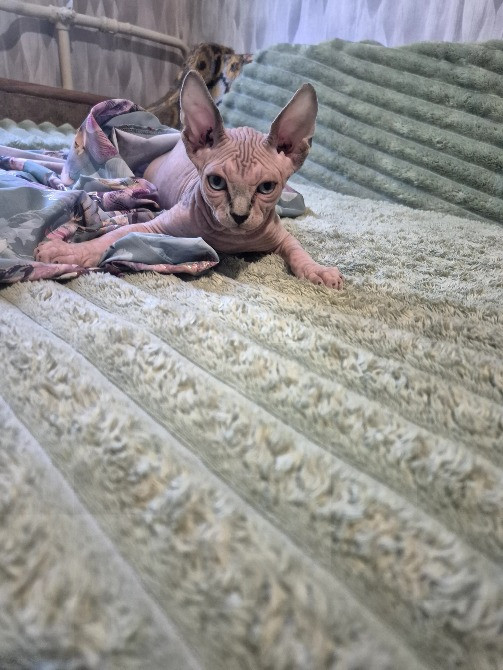 Кошеня Канадський сфінкс Одеса - зображення 1