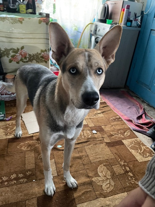 Отдам в хорошие руки Кременчук - зображення 1