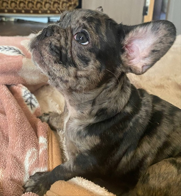 Продам собачек Кропивницкий - изображение 2