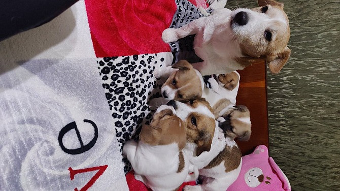 Джек - Рассел терьер, цуценята у пошуку родини Одесса - изображение 2