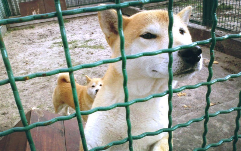 СЕТКА канилированная Запорожье - изображение 1