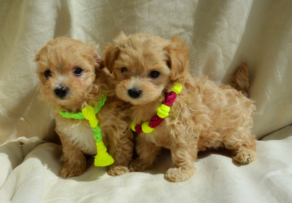 #МальтіпуF1#MaltipooF1#цуценята1,5міс#puppies Киев - изображение 4