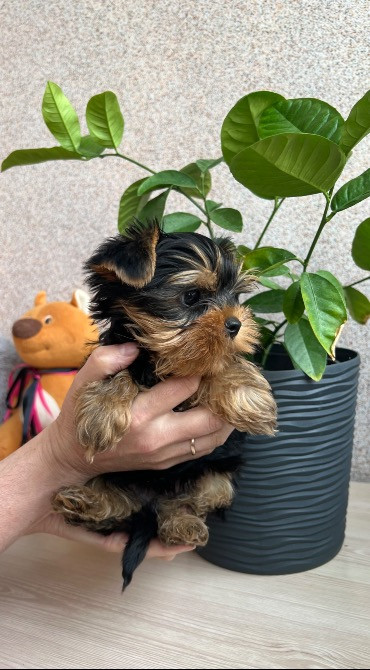 Цуценята міні йорки Житомир - изображение 1