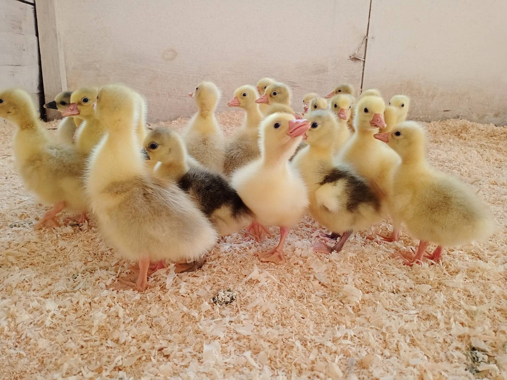 Продаються утята породи "Мулард" Кролевец - изображение 3