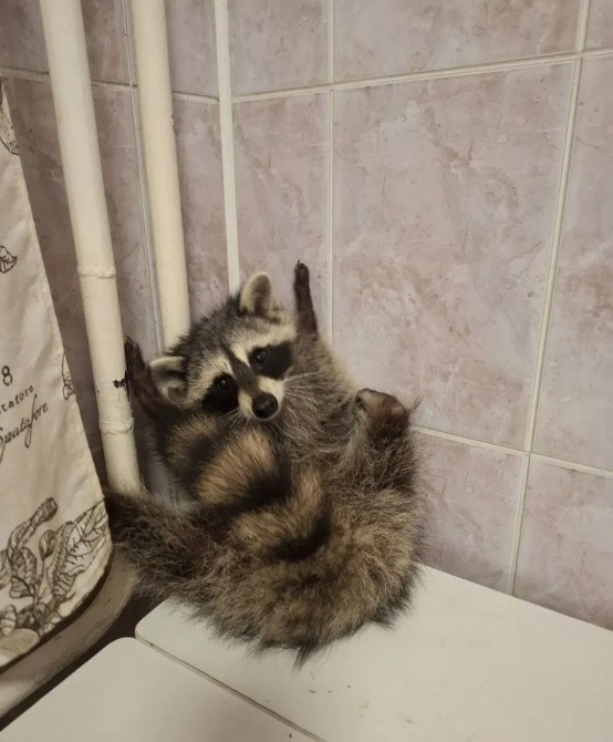 Енот полоскун Київ - зображення 1