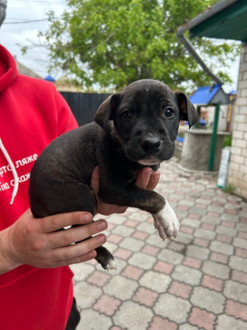 Продам недорого цуценят віком 2 місяця Новомосковськ - зображення 3