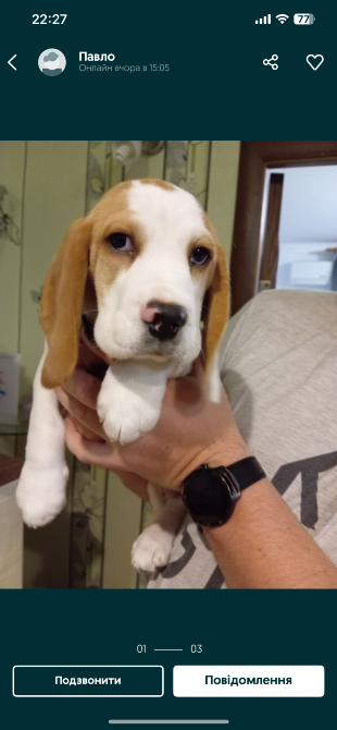 Продається песик Бігль Киев - изображение 4