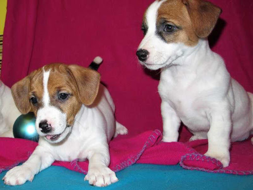 Очaровательные мaлыши поpоды Джек Рacceл тeрьep Київ - зображення 4