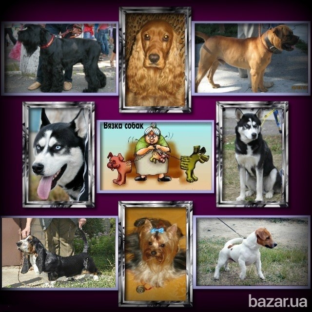 Приглашаем в Сумской областной КЛУБ СОБАКОВОДСТВА Суми - зображення 5