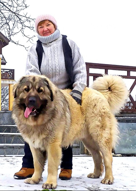 Цуценята кавказька вівчарки розплідник Star Escort великі робочі розумні Черкассы - изображение 11