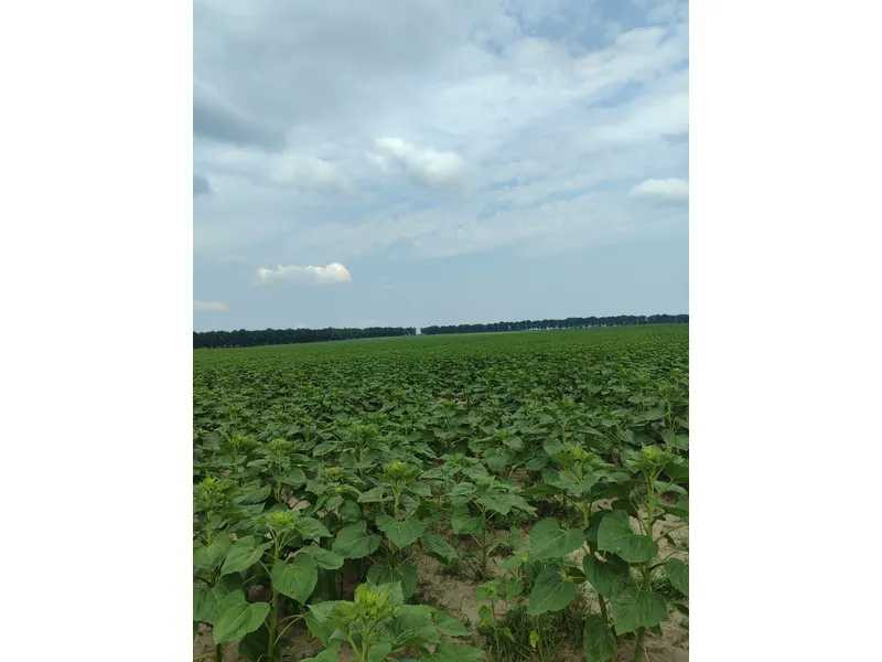 продажа земля сельскохозяйственного назначения Бородянский, Лубянка, 11893757 грн.  - зображення 10