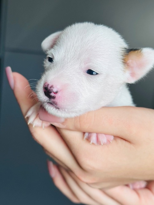 Продаю собак ДЖЕК РАССЕЛІВ Каменка-Бугская - изображение 2