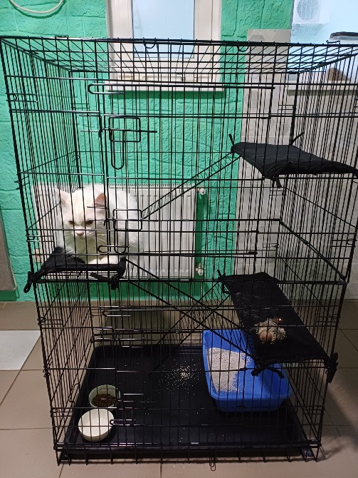 Отель для котов- перетримка котів у Києві зооготель зоогостиница Киев - изображение 2