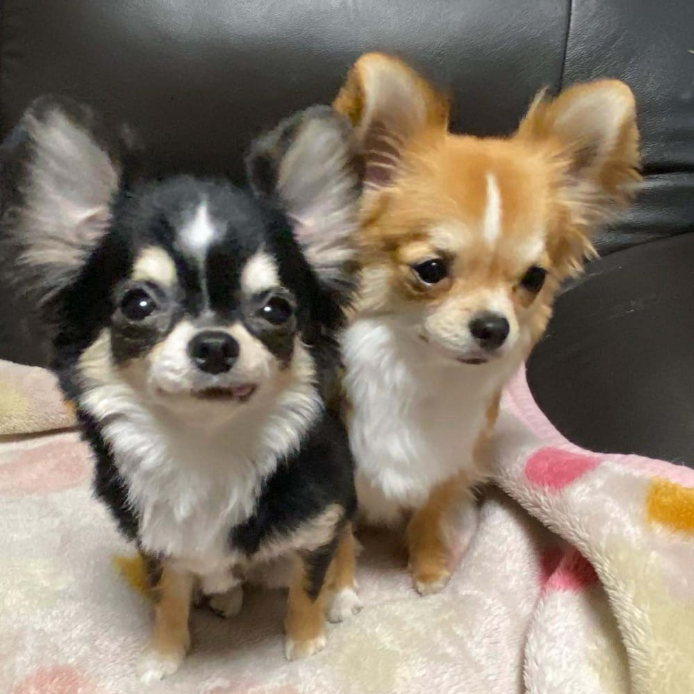 Цуценята чихуахуа дуже люб'язні Київ - зображення 1