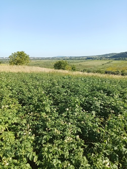 с. Гряда продаж земельної ділянки під забудову Львів - зображення 5