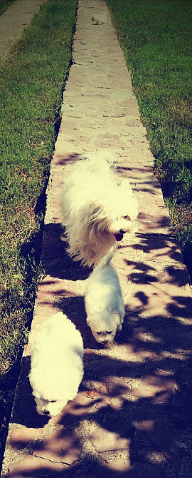 продам мальтійських болонок Ивано-Франковск - изображение 8