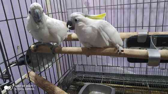 Какаду Гоффина Киев