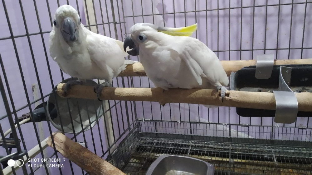 Какаду Гоффина Київ - зображення 1