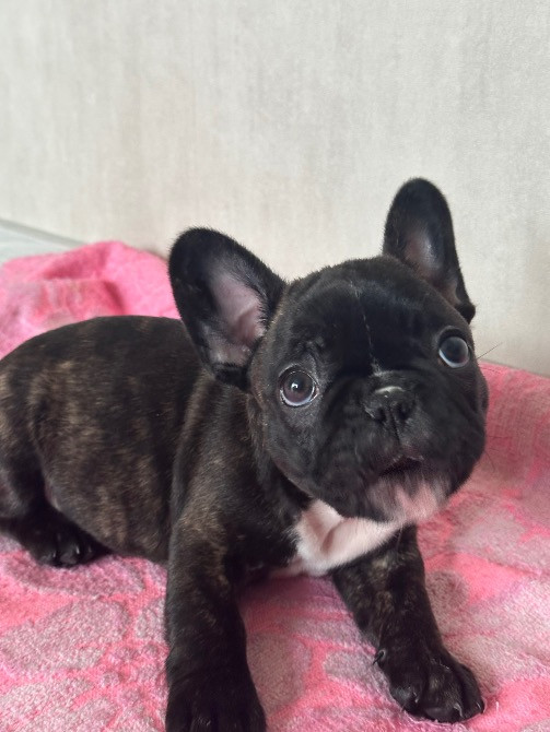 Терміново Французький Бульдог Вінниця - зображення 2