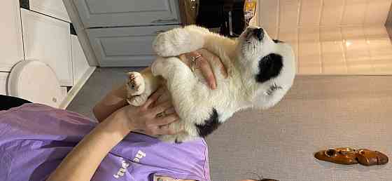 Продам щенков среднеазиатской овчарки(сао),алабай Кам'янське (Дніпродзержинськ)