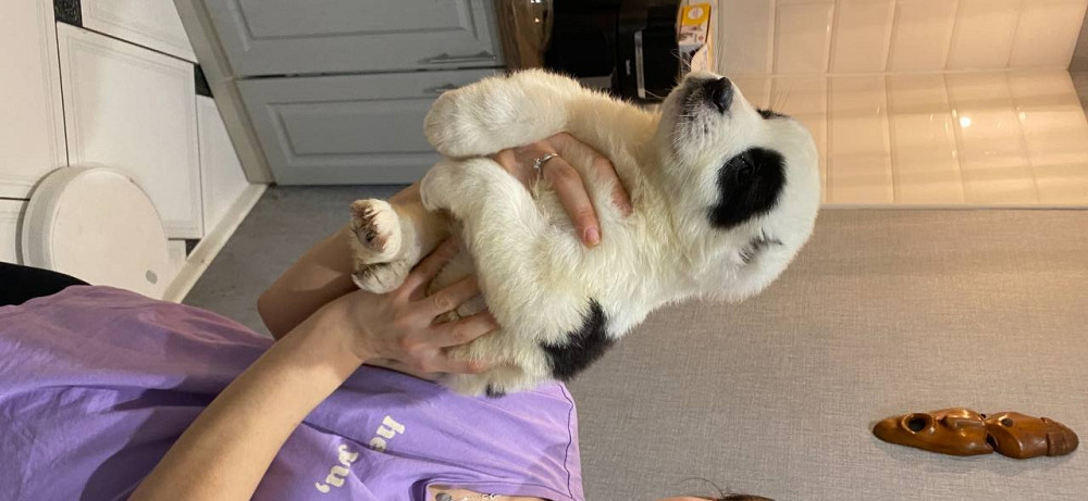 Продам щенков среднеазиатской овчарки(сао),алабай Кам'янське (Дніпродзержинськ) - зображення 2