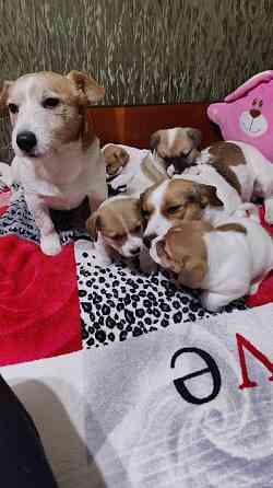 Джек - Рассел терьер, цуценята у пошуку родини Одеса