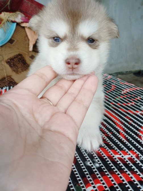 Дівчинка Помскі F1 Львов - изображение 1