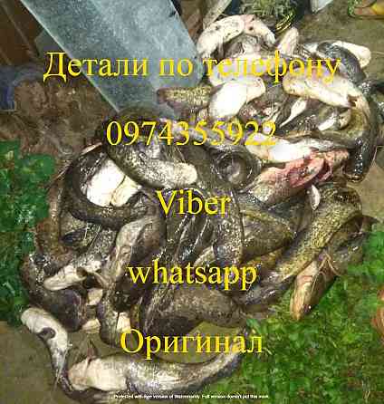 Samas 1000 725 Rich P 2000 Rich AC 5 Rich Admiral Луцьк