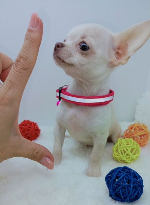 Чихуахуа мини щенки Київ - зображення 2