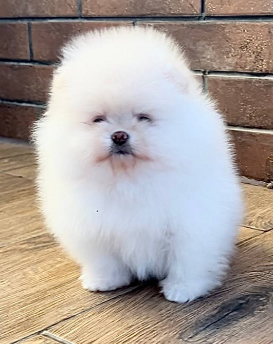 Щеня померанського шпіца (на фото - дівчинка) Чернігів - зображення 4