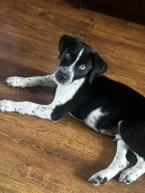 Цуценя Київ - зображення 1