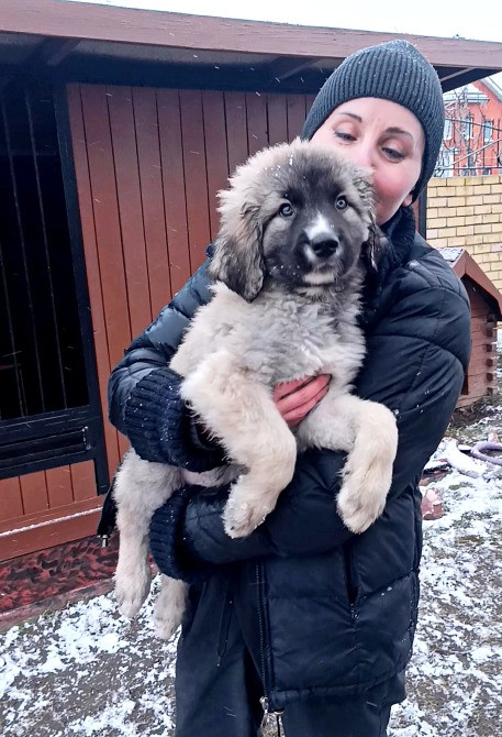 Цуценята кавказька вівчарки розплідник Star Escort великі робочі розумні Черкассы - изображение 2