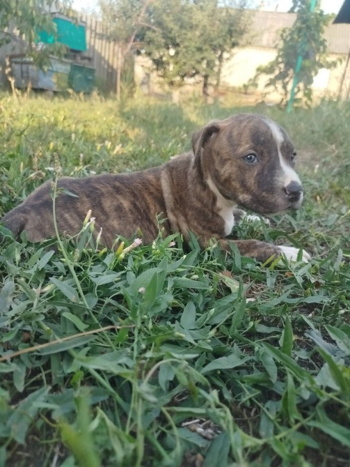 Щенки Американского питбультерьер Дніпро - зображення 4