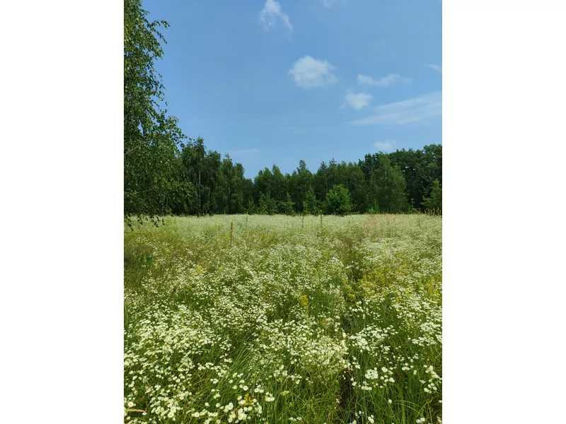 продажа земля сельскохозяйственного назначения Бородянский, Лубянка, 9370015 грн.  - зображення 6