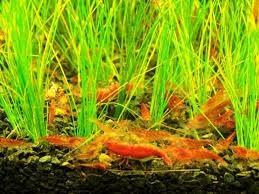 креветки неокардины ,декоративные раки для аквариума Вінниця - зображення 1