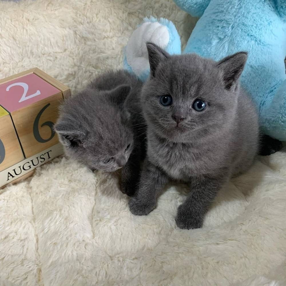 Ірис і британська короткошерста Київ - зображення 2