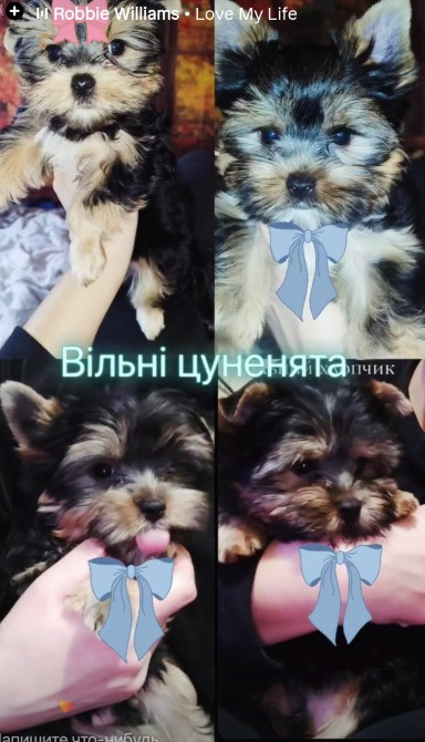 Продам цуценят йорків Павлоград - зображення 2
