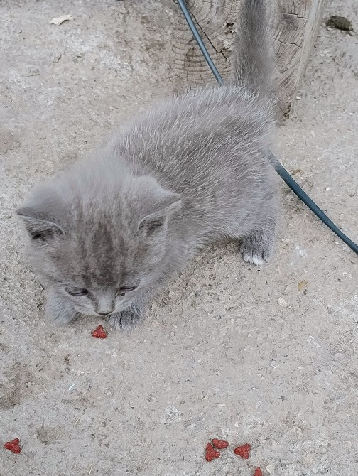 Віддам кошенят у добрі руки Кропивницкий - изображение 1