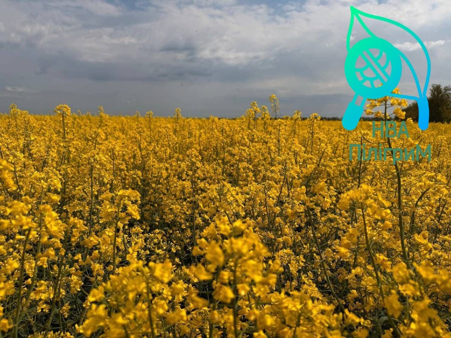 насіння ріпаку озимого під різні технології Вінниця - зображення 4