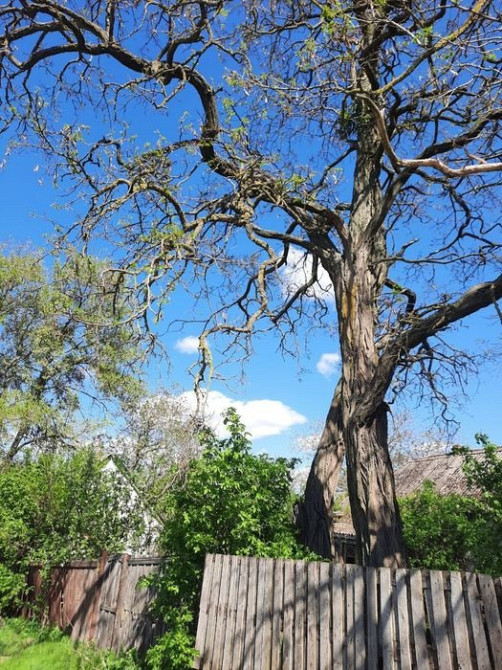 Продам 1/2 будинку с.Рогозів Бориспіль - зображення 4