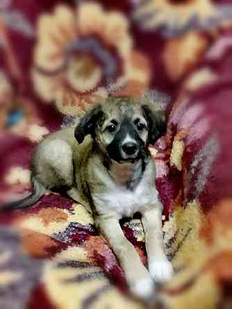 Шукаємо супервідповідальних людей для двох ксоло-дівчат у шерсті Верхньодніпровськ