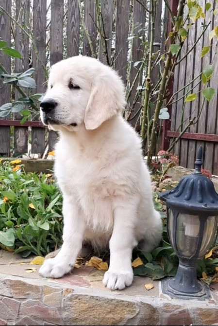 Щенята голден ретрівера Львів - зображення 5