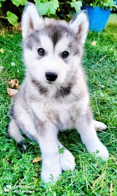 Продаються цуценята породи хаскі Белая Церковь - изображение 2