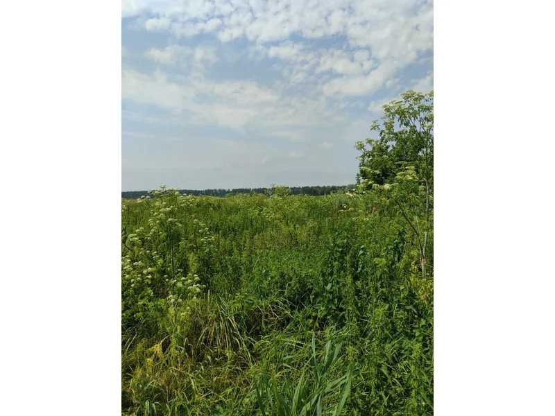 продажа земля сельскохозяйственного назначения Бородянский, Озера, 16265154 грн.  - зображення 11