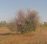 Зелёный чай #плоды, "в Енакиево" живёт Янукович, из Москвы Донецк