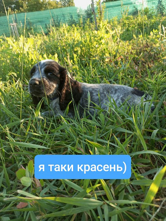 Цуценята спаніеля мисливського Хмельницький - зображення 8